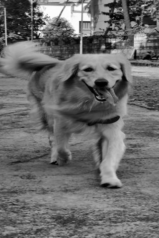 Joyful Golden Retriever on the Move! 🐾✨