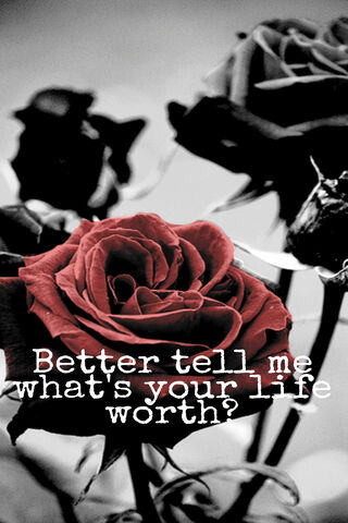 Value of Life: A Floral Reflection 🌹