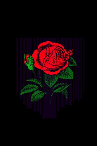 Gul: The Timeless Rose 🌹✨