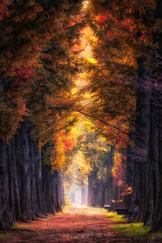 Golden Autumn Pathway 🍂✨