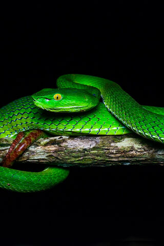 Emerald Elegance: The Green Pit Viper 🌿🐍