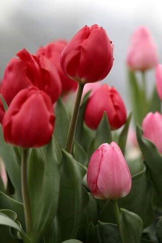 Blooming Victory: Fortnite's Floral Graffiti 🌸🎮