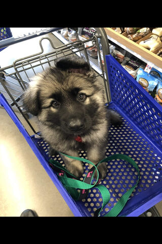 Shopping Buddy: The Adorable German Shepherd Pup 🐾🛒