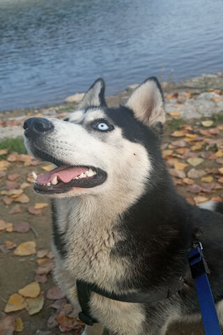Husky Adventures: A Day by the Water! 🐾🌊