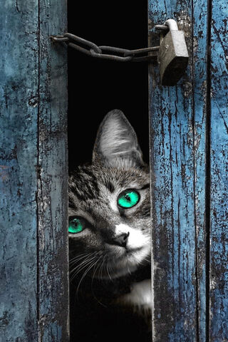 Curious Whiskers Behind Bars 🐾🔒