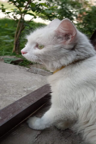 Leo11: The Majestic White Feline 🐾✨