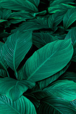 Emerald Serenity: A Dance of Blue-Green Leaves 🌿✨