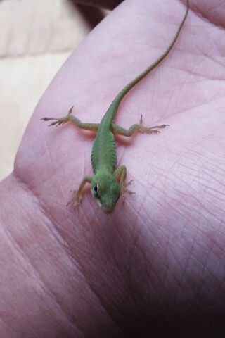 Tiny Green Guardian: A Glimpse into Lizard Life 🦎✨