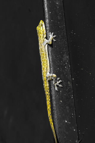 Lively Lizard on the Wall 🦎✨