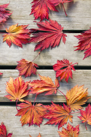 Autumn's Colorful Tapestry 🍂✨