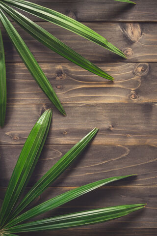 Nature's Touch: A Leafy Embrace 🌿✨