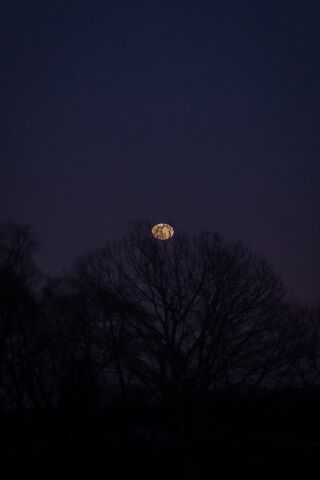 Whispers of the Moonrise 🌕✨