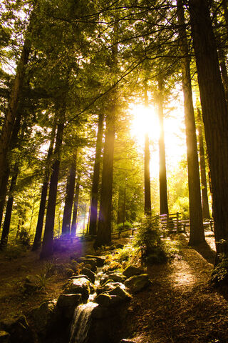 Enchanted Forest Glow 🌲✨