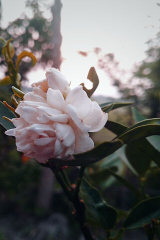 Whispers of Serenity 🌸
