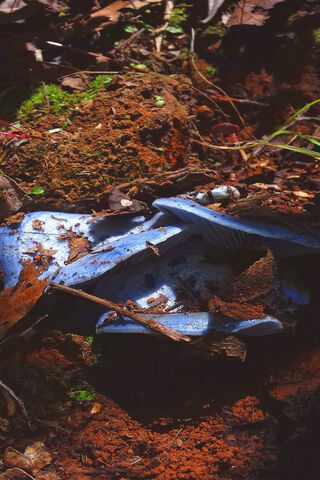 Nature's Hidden Treasures 🌿✨