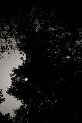 Whispers of the Night 🌙