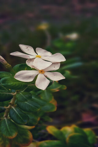 Whispers of Nature: A Floral Embrace 🌼🌿