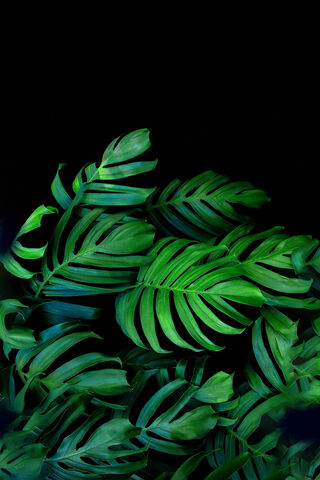 Tropical Serenity: The Palma Verde Vibe 🌿✨
