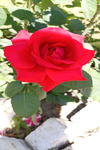 Crimson Elegance: The Allure of the Red Petal 🌹✨