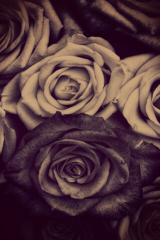 Eternal Elegance: The Timeless Beauty of Rosas 🌹✨
