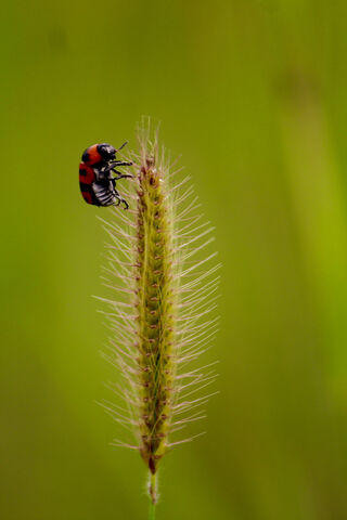 Red Bug