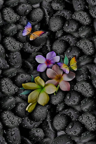 Nature's Harmony: Blossoms on Stones 🌸🪨