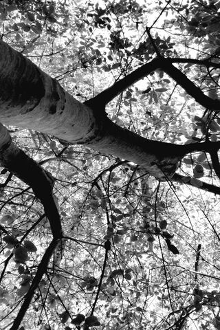 Whispers of the Canopy 🌳✨
