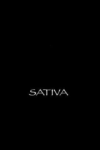 Sativa: The Essence of Energy 🌱✨