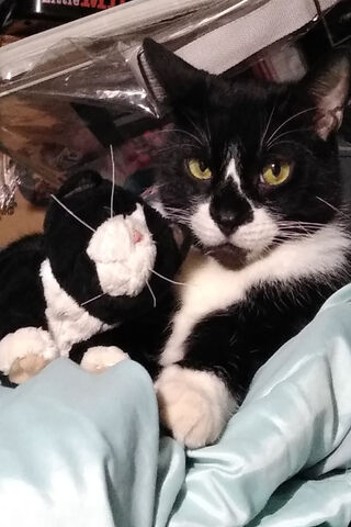 Trouble's Cozy Companion 🐾