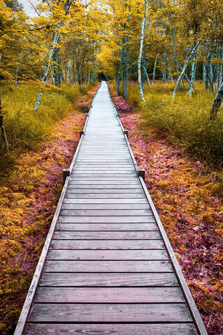 Wooden Road