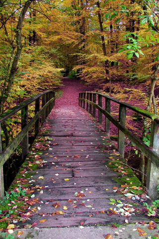 Wooden Bridge