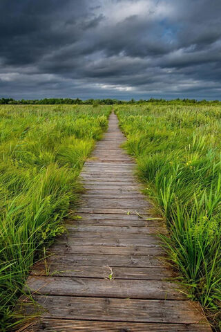 Journey Through the Green Path 🌿🚶 ️