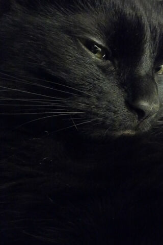 Guardian of the Shadows