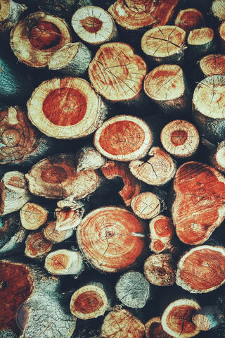 Nature's Art: The Beauty of Wood