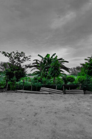 Emerald Oasis in a Monochrome World 🌿✨