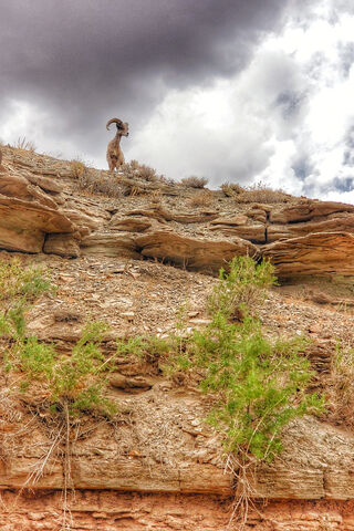Bighorn Sheep