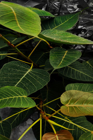 Nature's Monochrome Elegance 🌿✨