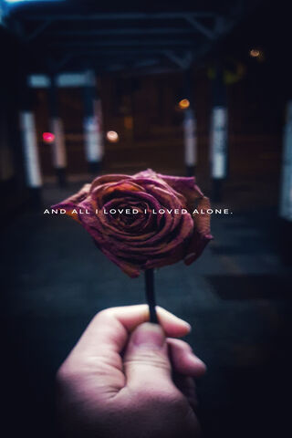 Petals of Solitude 🌹