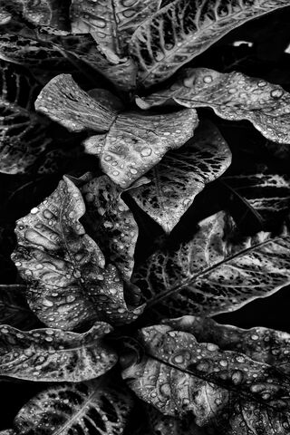 Mystique of the Dark Leaves 🍃✨