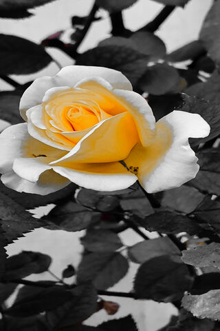 Devon Stones: The Golden Rose 🌹✨