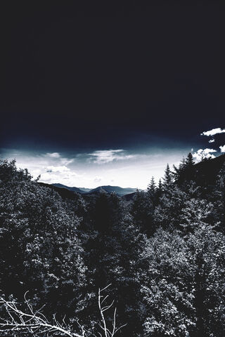 Whispers of the Shadowed Forest 🌲🌌