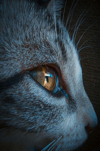 Galactic Gaze: The Cosmic Cat 🌌🐱