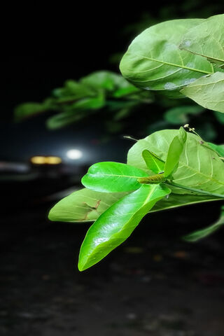 Whispers of Nature: A Leafy Embrace 🍃✨