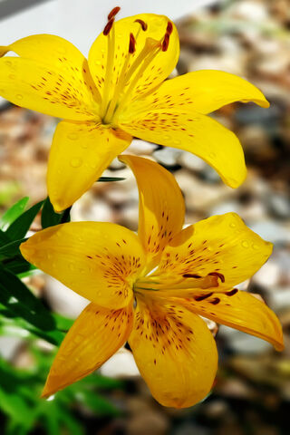 Lilly's Golden Glow 🌼✨