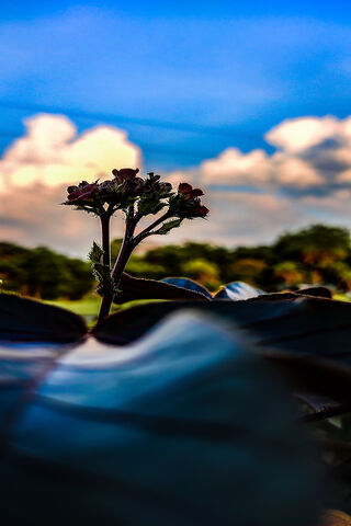 Nature's Resilience 🌼🌿