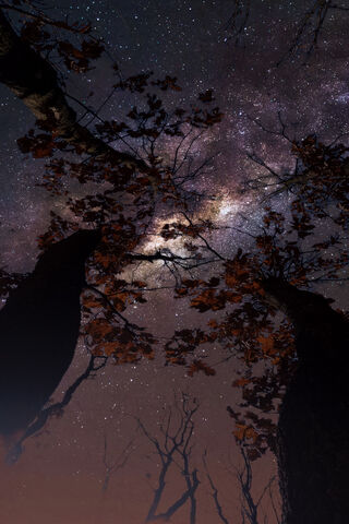 Whispers of the Cosmic Canopy 🌌🌲