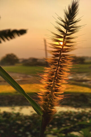 Golden Hour Serenity 🌾✨