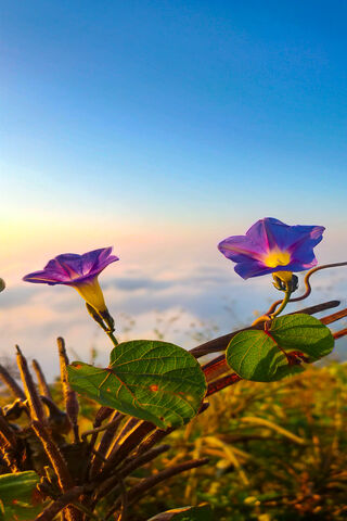 Whispers of Dawn: Nature's Palette 🌸🌅