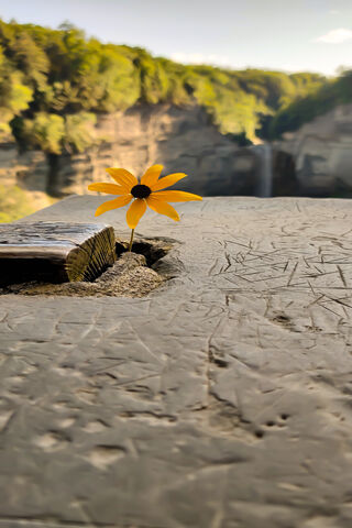 Resilience in Bloom 🌼