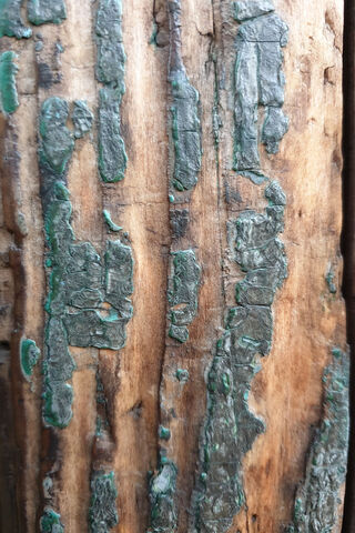 Timeless Textures of Nature 🌳✨